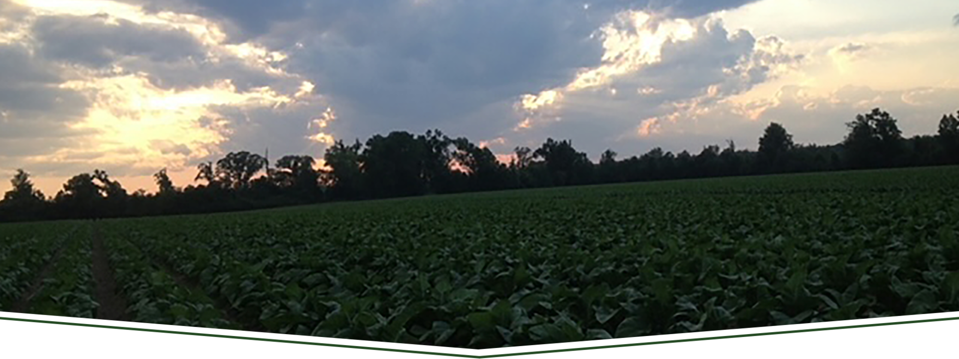 home-baxley-family-farms-simangus-south-carolina-cattle