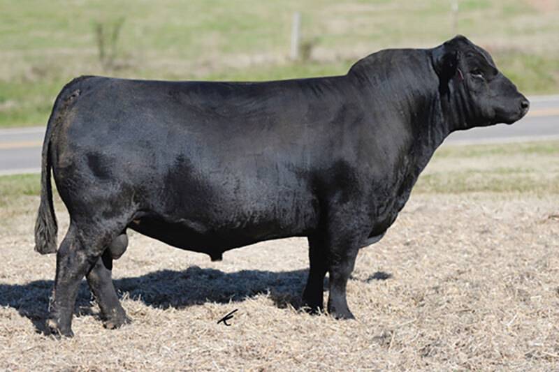 Herd Sires | Simmental, Angus & Simangus Cattle | Baxley Family Farms