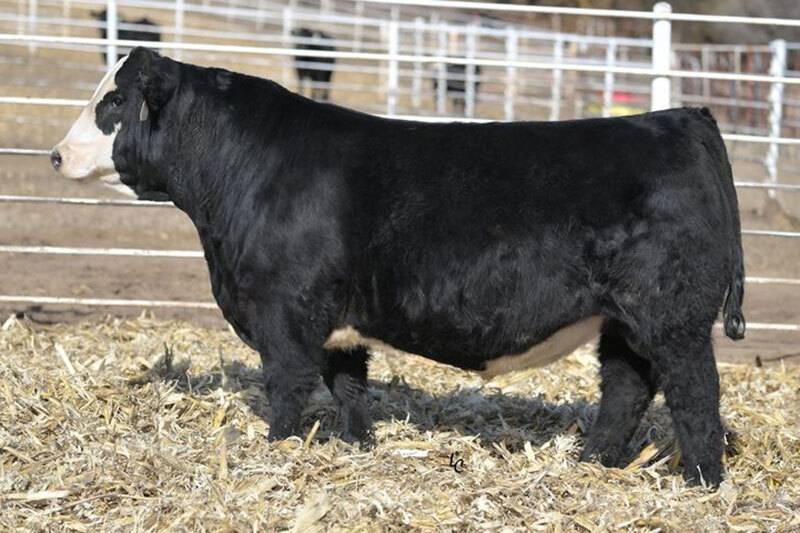 Herd Sires | Simmental, Angus & Simangus Cattle | Baxley Family Farms