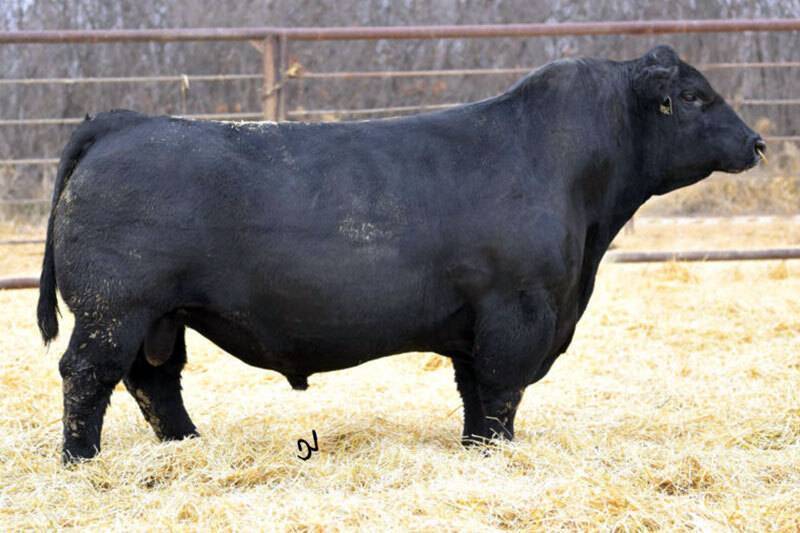 Herd Sires | Simmental, Angus & Simangus Cattle | Baxley Family Farms