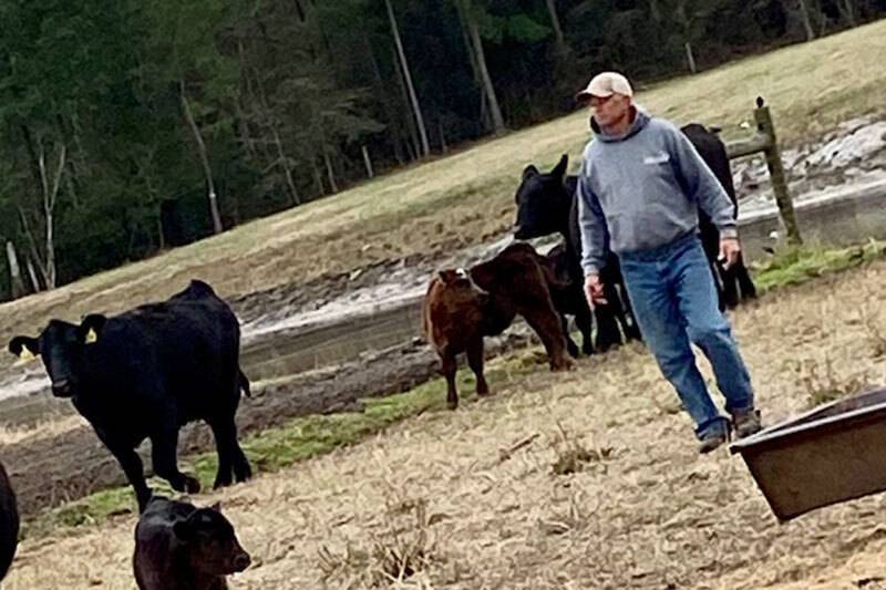 Man in pasture with cattle